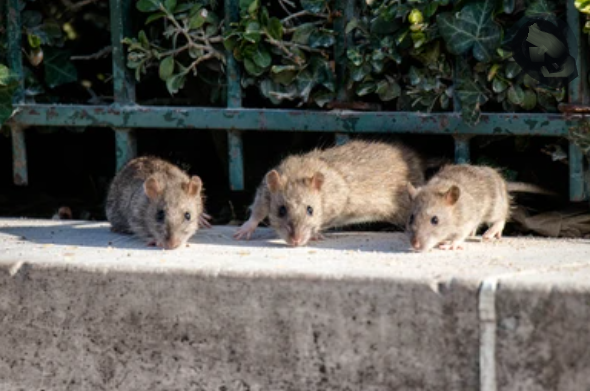 Rats à paris